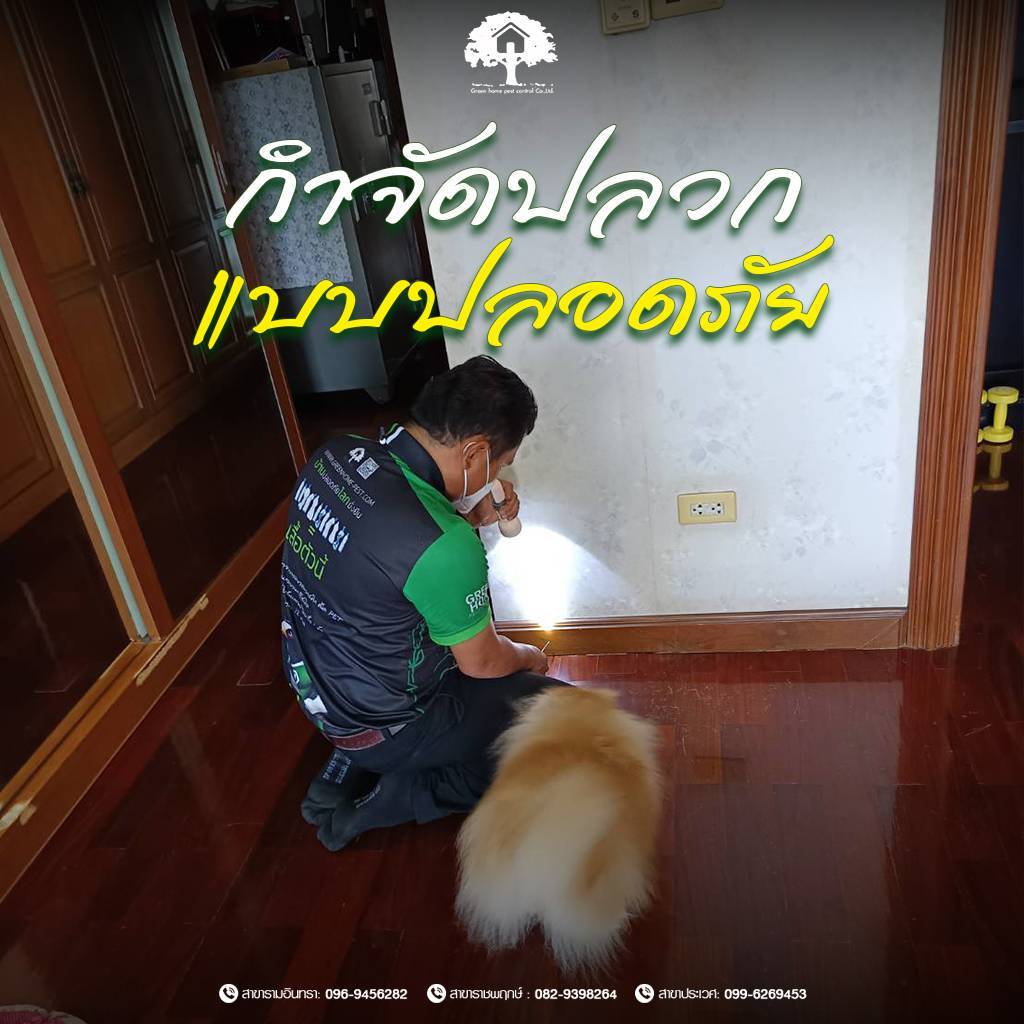 กำจัดปลวกแบบปลอดภัย ปกป้องบ้านและครอบครัวด้วยวิธีกำจัดปลวกที่มั่นใจและไม่เป็นอันตราย