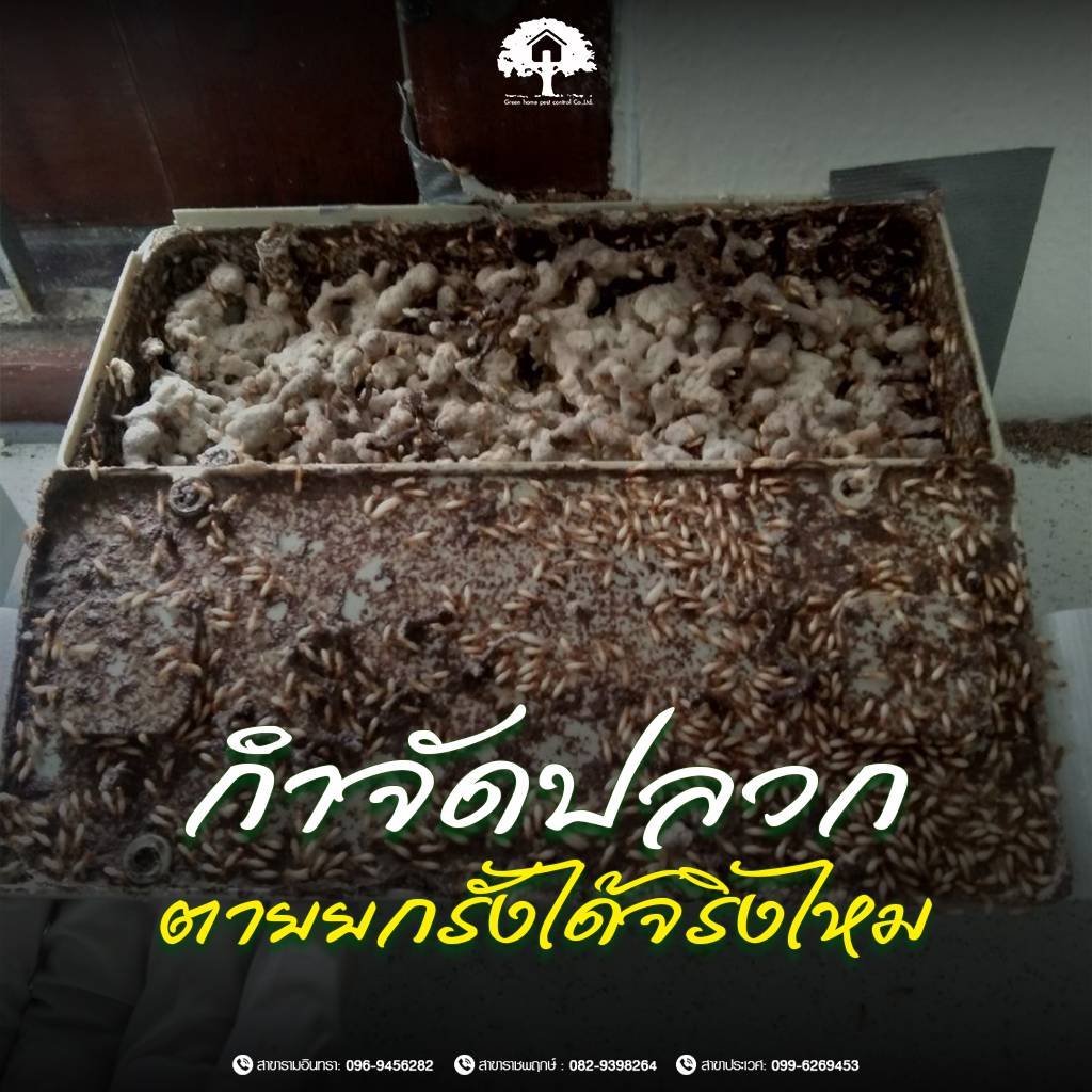 กำจัดปลวกตายยกรังได้จริงไหม? | วิธีการกำจัดปลวกตายยกรังที่เห็นผลจริงและปลอดภัยสำหรับบ้านคุณ