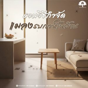 รวมวิธีกำจัดแมลงรบกวนในบ้าน พร้อมข้อแนะนำในการป้องกันไม่ให้แมลงรบกวนกลับมา