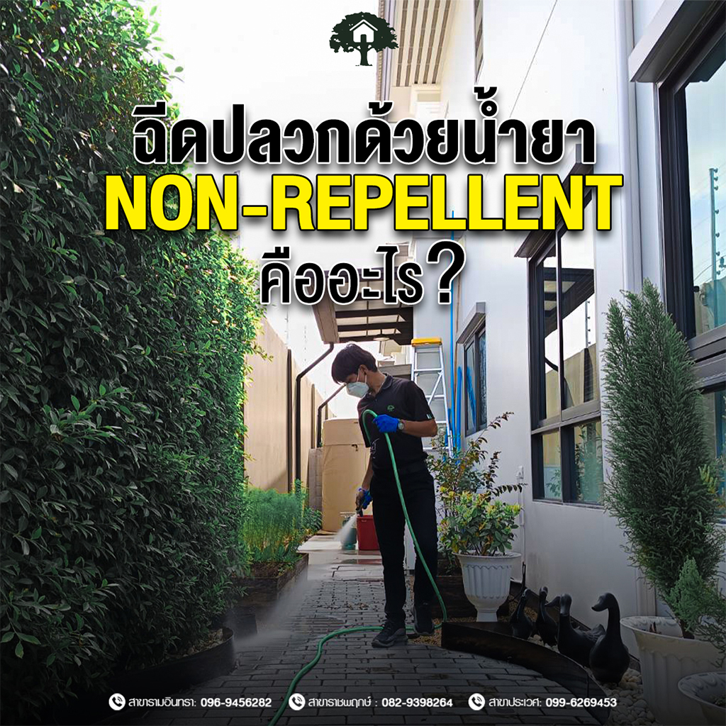 ฉีดปลวกด้วยน้ำยา Non-repellent คืออะไร? ทำไมถึงถูกเลือกใช้ในงานกำจัดปลวกระดับมืออาชีพในปัจจุบัน