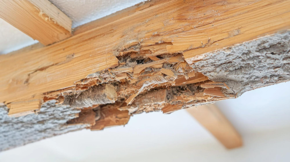 ความจริงคือ ไม่เห็นตัวปลวก ไม่ได้แปลว่าไม่มีปลวก