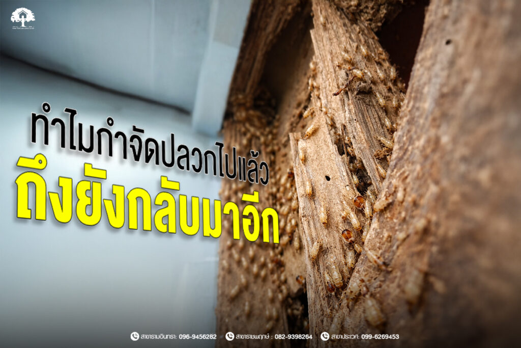 ทำไมกำจัดปลวกไปแล้ว ถึงยังกลับมาอีก